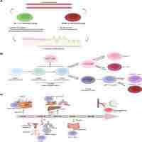 Ndli T Cells In Brain Homeostasis And Diseases