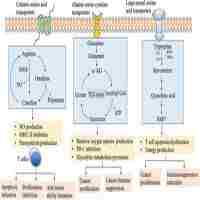 Ndli The Metabolism Symbiosis Between Pancreatic Cancer And Tumor