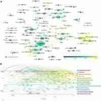 NDLI: Research And Application Of Herbal Medicine In The Treatment Of ...